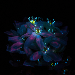 午夜福利100集无码
